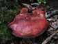 Májgomba (Fistulina hepatica), Budai-hegység
